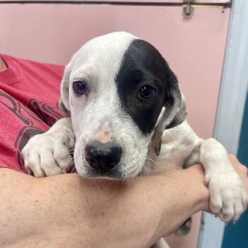 (Vet ?) Honeydew -  Mixed Breed Dog for Adoption in Huntsville, Arkansas - (Vet ?) Honeydew | PetCurious