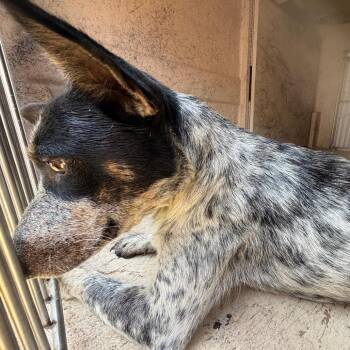 Angel 26-08-122 -  Australian Cattle Dog Blue Heeler Dog for Adoption in Bastrop, Texas - Angel 26-08-122 | PetCurious