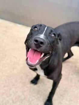 Olandria -  Pit Bull Terrier Dog for Adoption in Chicago, Illinois - Olandria | PetCurious