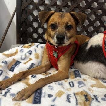 Globe 14507 -  Chihuahua Dog for Adoption in San Francisco, California - Globe 14507 | PetCurious