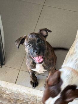 Boxer Dogs Available for Adoption in Pleasant Valley, New York - Rocco | PetCurious