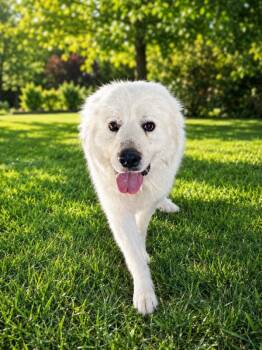 Papah -  Great Pyrenees Dog for Adoption in Victorville, California - Papah | PetCurious
