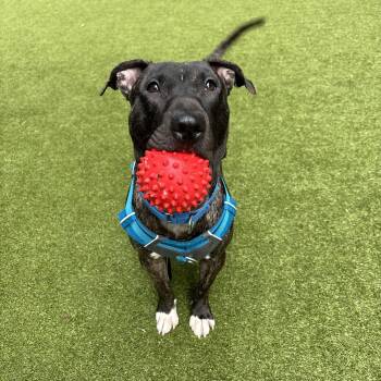 Mixed Breed Dogs Available for Adoption in Vassalboro, Maine - Bun Bun | PetCurious