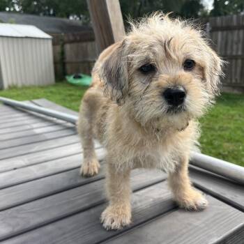 Yorkshire Terrier Dogs Available for Adoption in Montgomery, Texas - Porkchop | PetCurious