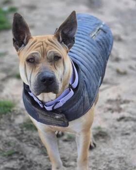 Rescue Shar Pei Dogs for Adoption in Brookshire, Texas - Scrunchie | PetCurious