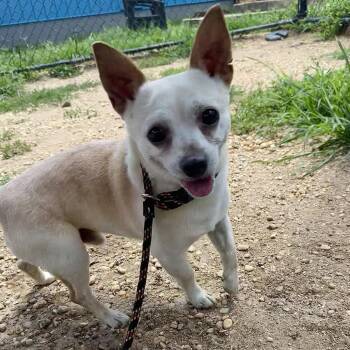 Squishy -  Mixed Breed Dog for Adoption in Philadelphia, Pennsylvania - Squishy | PetCurious
