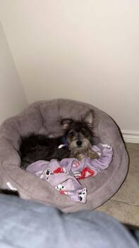 Lola -  Schnauzer Dog for Adoption in Garland, Texas - Lola | PetCurious