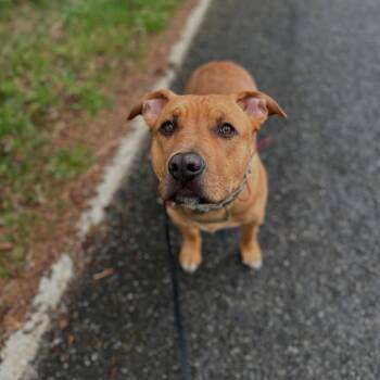 Rescue Bullmastiff and Retriever Dogs for Adoption in Ferndale, Washington - Bruno | PetCurious