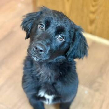 Black Labrador Retriever Dogs Available for Adoption - Addy | PetCurious