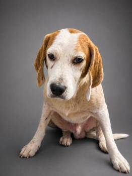 Anthony -  Beagle and Mixed Breed Dog for Adoption in Bowling Green, Kentucky - Anthony | PetCurious
