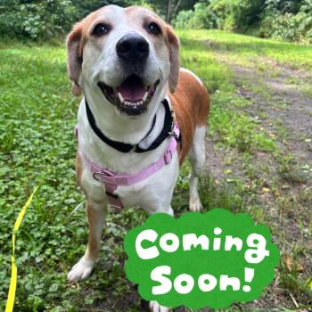 Laura Lynn -  Mixed Breed Dog for Adoption in Waynesville, North Carolina - Laura Lynn | PetCurious