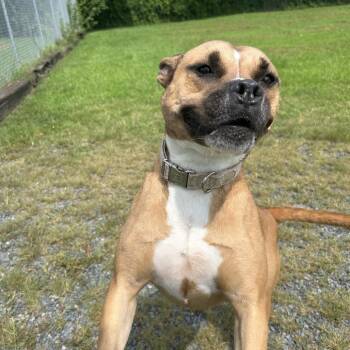Sundara -  Boxer and Terrier Dog for Adoption in Ridgely, Maryland - Sundara | PetCurious