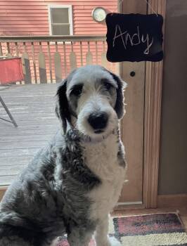 Old English Sheepdog Dogs Available for Adoption in Whitewater, Wisconsin - Andy | PetCurious