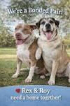 Roy -  Pit Bull Terrier Dog for Adoption in Pompano Beach, Florida - Roy | PetCurious