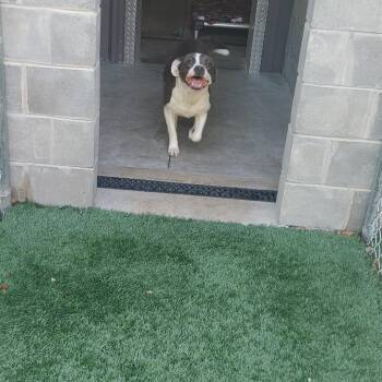 Lita Ford -  Pit Bull Terrier Dog for Adoption in Richmond Hill, Georgia - Lita Ford | PetCurious