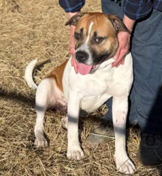 Mixed Breed Dogs Available for Adoption - Jerry Clower | PetCurious