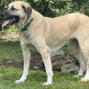 June -  Anatolian Shepherd and Great Pyrenees Dog for Adoption in Huntsville, Alabama - June | PetCurious