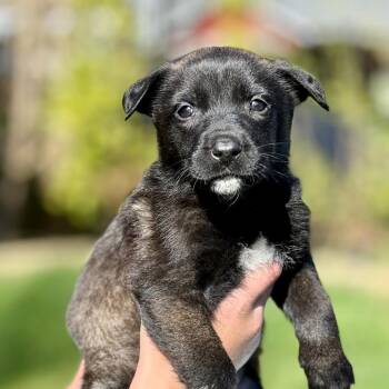 Belgian Shepherd Malinois Dogs Available for Adoption in Bellingham, Washington - Delta(Purple) | PetCurious