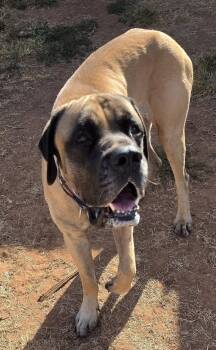 Gus -  Mastiff Dog for Adoption in Oklahoma City, Oklahoma - Gus | PetCurious
