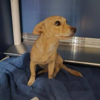 Modela -  Chihuahua and Mixed Breed Dog for Adoption in Yuma, Arizona - Modela | PetCurious
