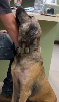 Freya aka Lola -  Flat Coated Retriever and Mixed Breed Dog for Adoption in Burnsville, North Carolina - Freya Aka Lola | PetCurious