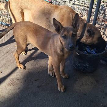 Young Mae -  Belgian Shepherd Malinois and Shepherd Dog for Adoption in Stanton, Kentucky - Young Mae | PetCurious