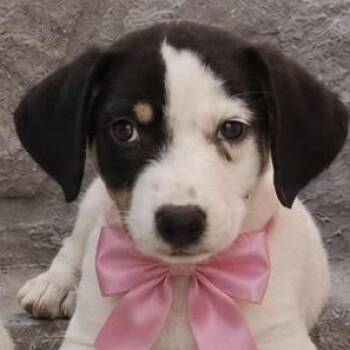 ZITI (Pasta Litter) out of town -  Labrador Retriever Dog for Adoption in New York, New York - ZITI (Pasta Litter) Out Of Town | PetCurious
