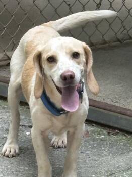 Wilmington -  Beagle Dog for Adoption in Fincastle, Virginia - Wilmington | PetCurious