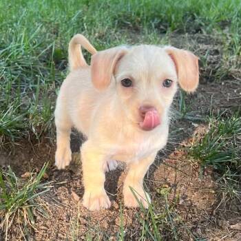 Junie B Jones -  Terrier Dog for Adoption in Olathe, Kansas - Junie B Jones | PetCurious