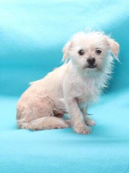 FLUTTERSHY -  Terrier and Poodle Dog for Adoption in Burbank, California - FLUTTERSHY | PetCurious