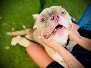 DOS -  Pit Bull Terrier and Mixed Breed Dog for Adoption in Orlando, Florida - DOS | PetCurious