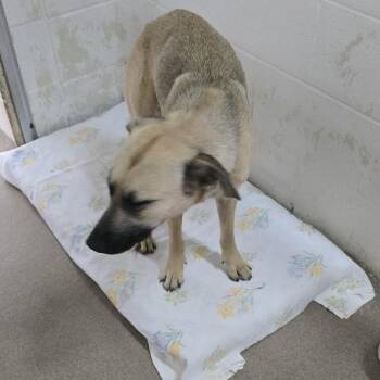 Leo 26-0438 -  Mixed Breed Dog for Adoption in Yanceyville, North Carolina - Leo 26-0438 | PetCurious