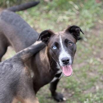 Border Collie and Labrador Retriever Dogs Available for Adoption - Judy | PetCurious