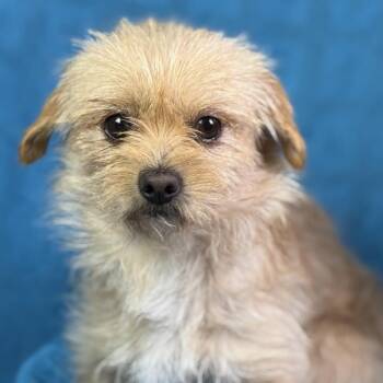 Terrier and Chihuahua Dogs Available for Adoption - Rubble: Tenderhearted Cutie | PetCurious