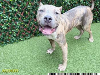 RANGER -  Mixed Breed Dog for Adoption in West Palm Beach, Florida - RANGER | PetCurious