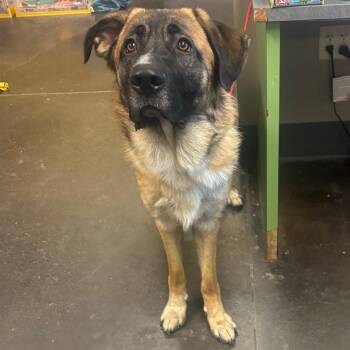 Anatolian Shepherd Dogs Available for Adoption - Poseidon | PetCurious
