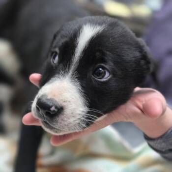 Mixed Breed Dogs Available for Adoption in Fort Bragg, California - Yin | PetCurious