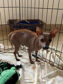 Rescue Chinese Crested Dog Dogs for Adoption in Boca Raton, Florida - Shady 1802 | PetCurious