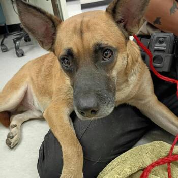 PEPPER 26-10-054 -  Shepherd and Mixed Breed Dog for Adoption in Bastrop, Texas - PEPPER 26-10-054 | PetCurious