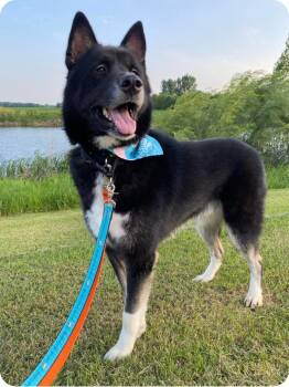 Rescue Husky and Mixed Breed Dogs for Adoption in Winnipeg, Manitoba - Eldon | PetCurious