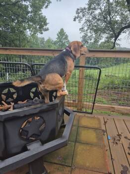 Rescue Beagle Dogs for Adoption in Rutherfordton, North Carolina - Nacho | PetCurious