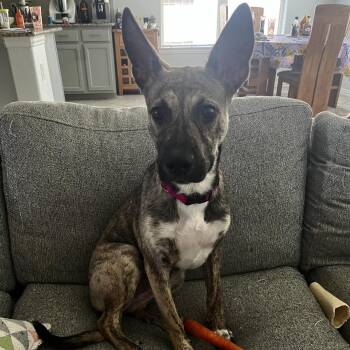 Dolly -  Dutch Shepherd and Husky Dog for Adoption in South Houston, Texas - Dolly | PetCurious