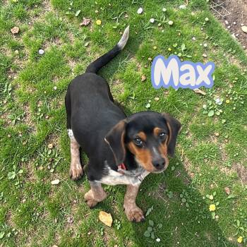 Dachshund and Beagle Dogs Available for Adoption - Max | PetCurious