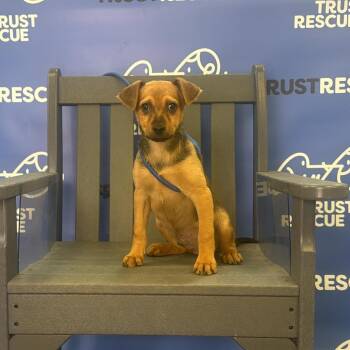 Terrier Dogs Available for Adoption in Waterford, New Jersey - SNOODLE | PetCurious