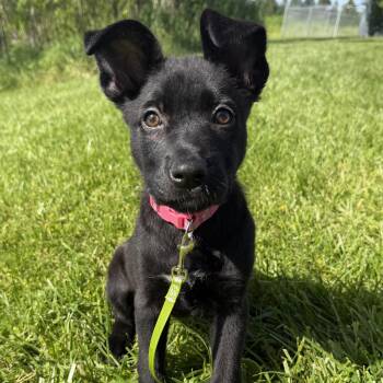 Dahlia -  Mixed Breed Dog for Adoption in Cooperstown, New York - Dahlia | PetCurious