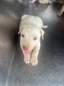 Soot -  Mixed Breed Dog for Adoption in Fort Worth, Texas - Soot | PetCurious