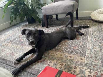 Piper -  Labrador Retriever and Cattle Dog Dog for Adoption in Denver, Colorado - Piper | PetCurious