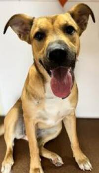 Rescue Shepherd Dogs for Adoption in Winfield, Kansas - Ruby | PetCurious