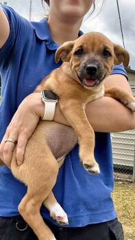 Mixed Breed Dogs Available for Adoption in Collierville, Tennessee - Catie | PetCurious
