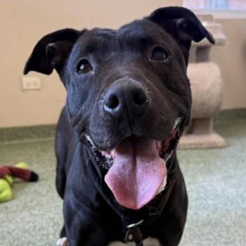 Terrier and Mixed Breed Dogs Available for Adoption in Elk Grove Village, Illinois - Luna OGU | PetCurious